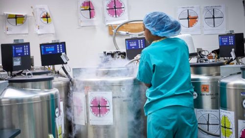 specialist conducting egg-freezing process